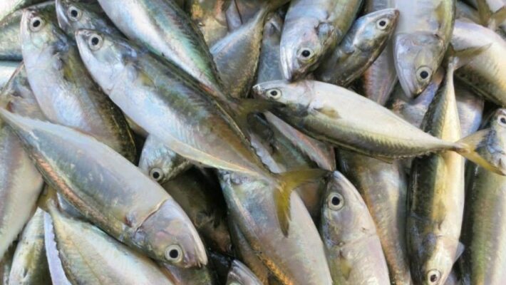 INDIAN MACKEREL – Amber Foods